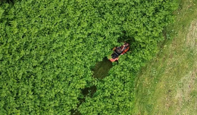 Land mulching: 4x4 flail mower cutting through dense overgrown vegetation