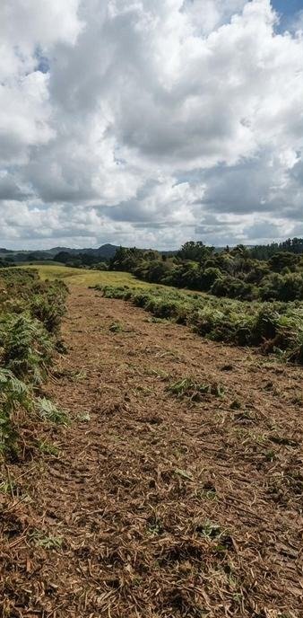 Overgrown paddock margin after clearing, Auckland