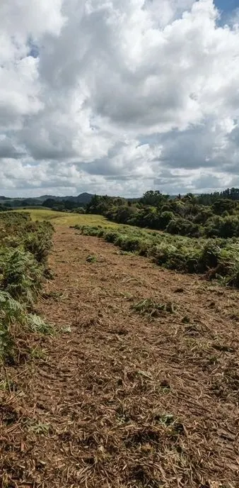 Overgrown paddock margin after clearing, Auckland