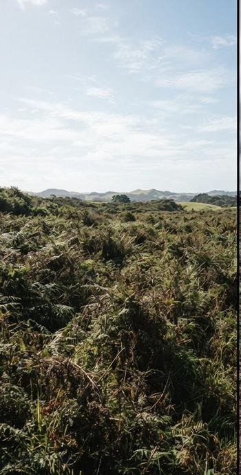 Overgrown paddock margin before clearing, Auckland