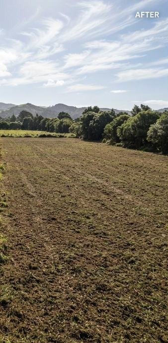 Steep bank after mulching, Auckland