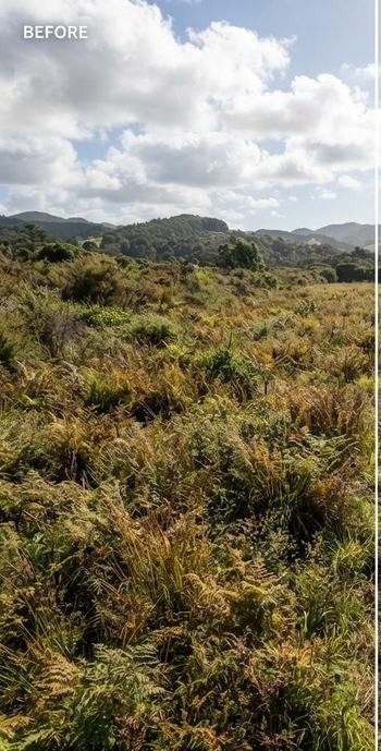 Steep bank before mulching, Auckland