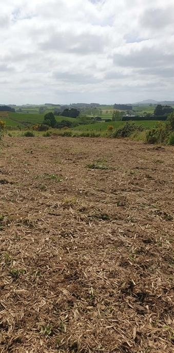 Overgrown block after gorse clearing, Bay of Plenty