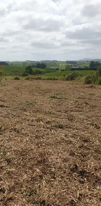 Overgrown block after gorse clearing, Bay of Plenty