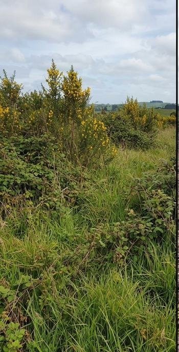 Overgrown block before gorse clearing, Bay of Plenty