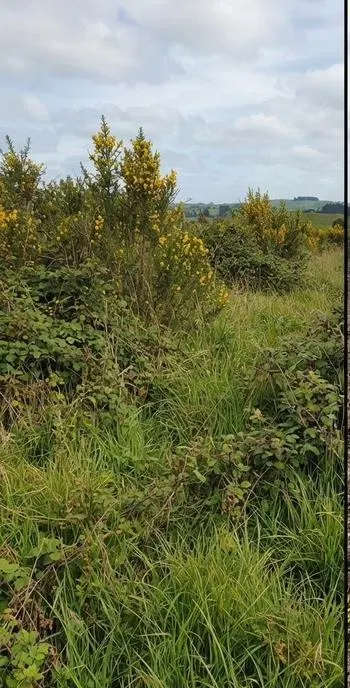Overgrown block before gorse clearing, Bay of Plenty