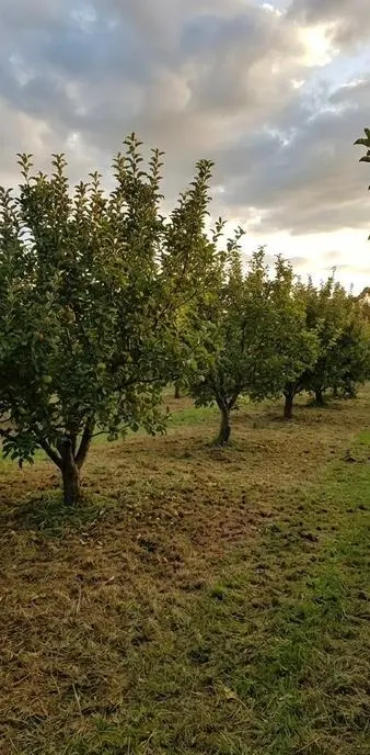 Lifestyle block after mulching, Bay of Plenty
