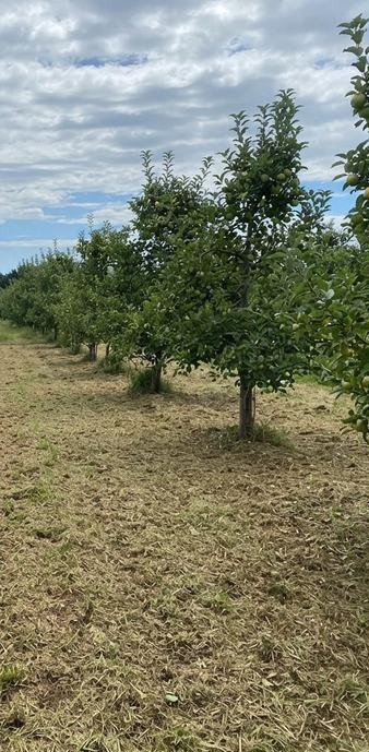 Orchard margin after clearing, Bay of Plenty