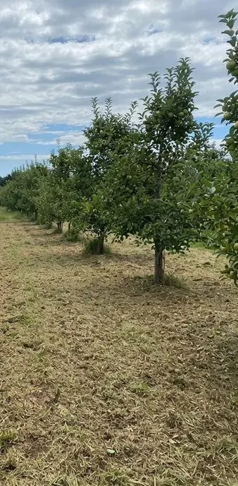 Orchard margin after clearing, Bay of Plenty