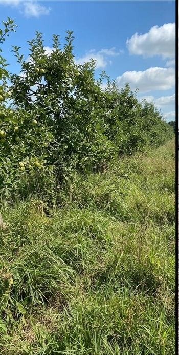 Orchard margin before clearing, Bay of Plenty