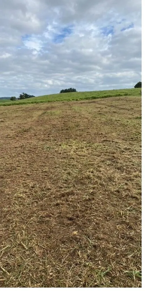 The same boundary after mulching