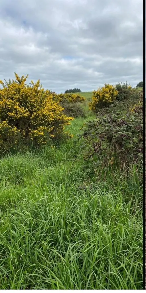 Blackberry and scrub along a boundary before clearing