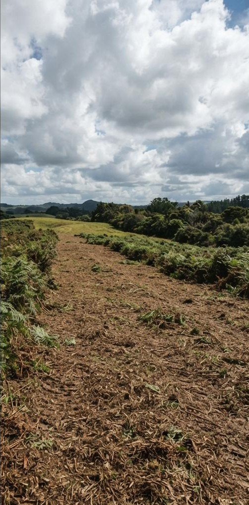 Bracken-covered slope after clearing