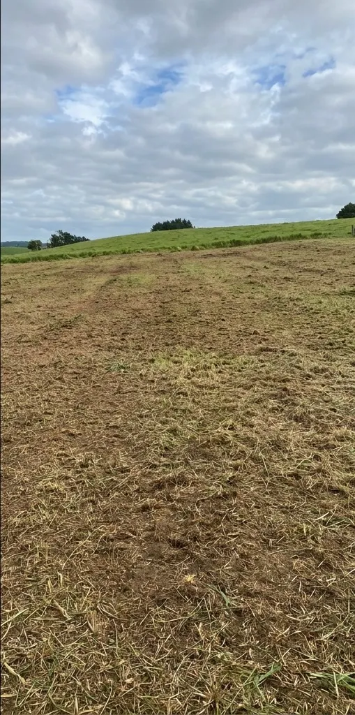 Same paddock after mulching, gorse and blackberry cleared to open pasture