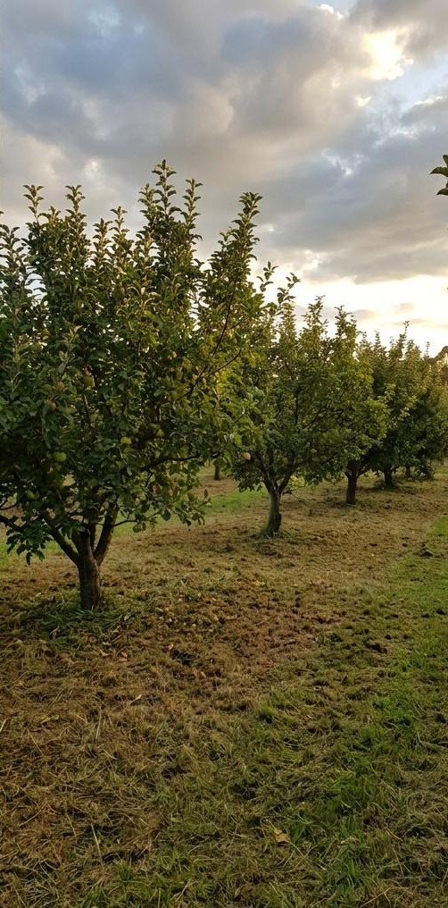 Fruit tree rows after mulching