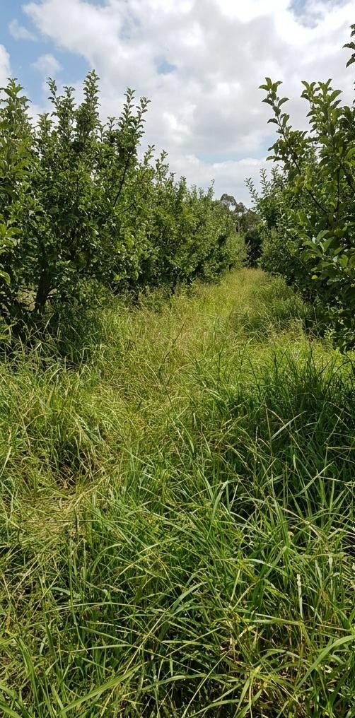 Fruit tree rows before mulching
