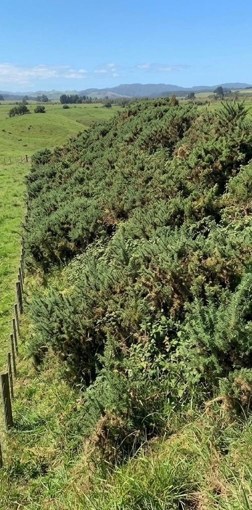 Gorse belt before clearing along fence line