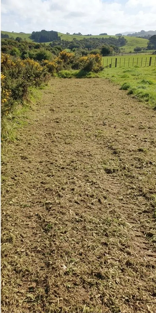 Gorse hedge after clearing