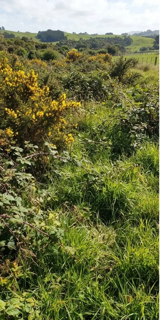 Gorse hedge before clearing