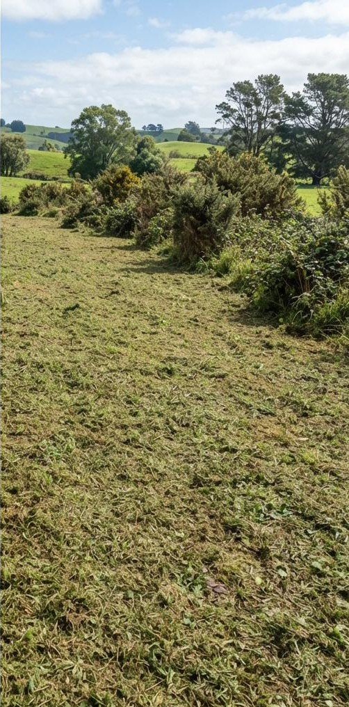Gorse hedge after mowing