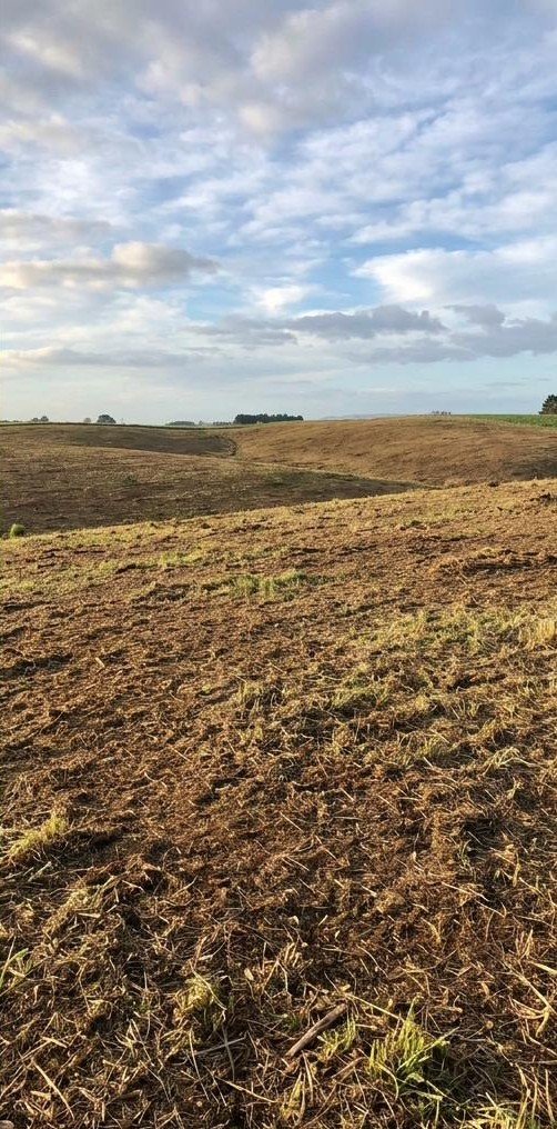 Overgrown gorse hillside after clearing