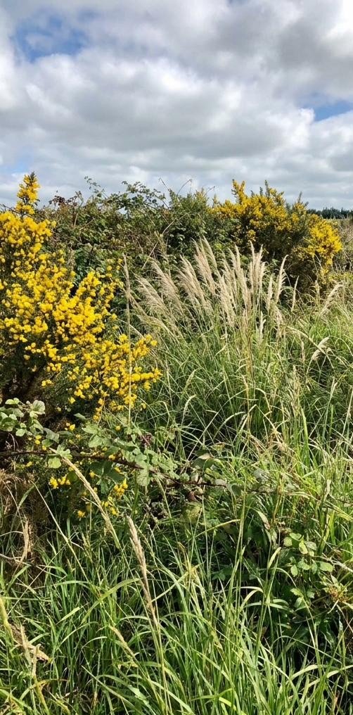 Overgrown gorse hillside before clearing
