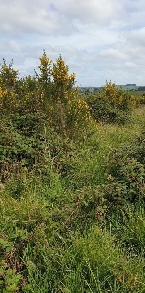 Gorse-covered paddock before clearing