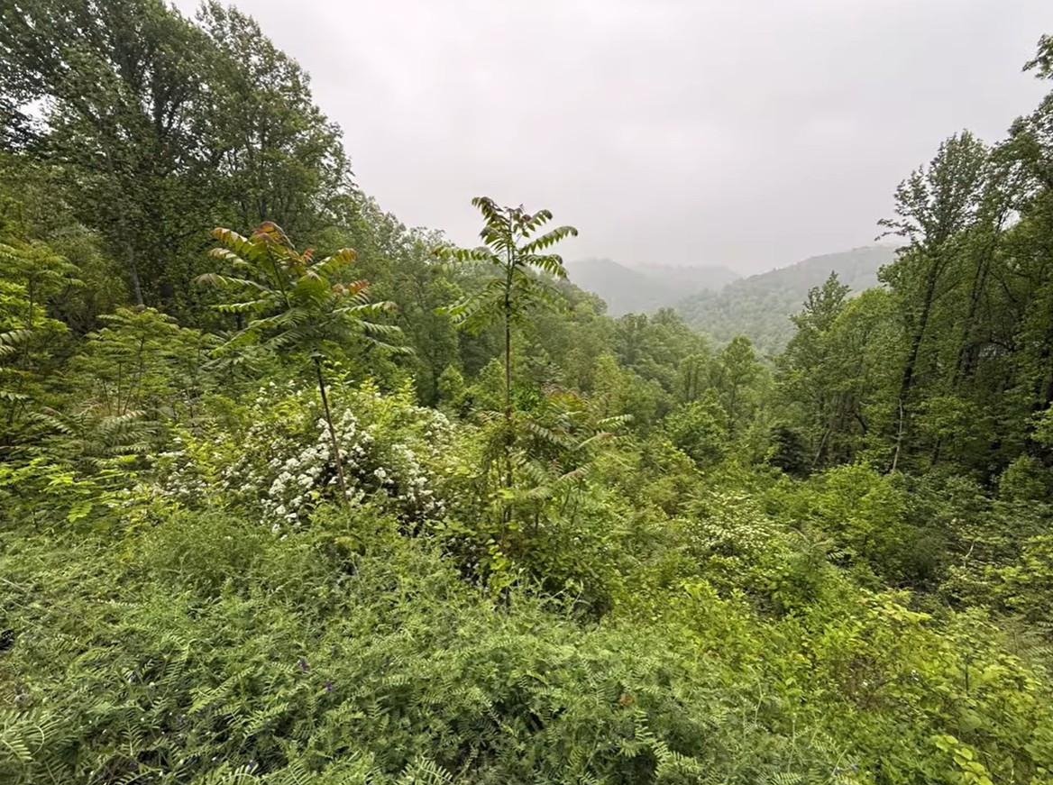 Hillside ridge before clearing