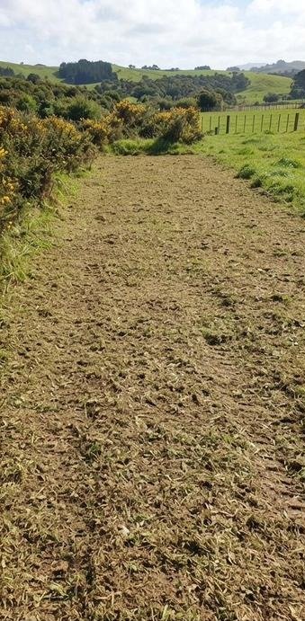 Gorse-covered bank after clearing, Northland