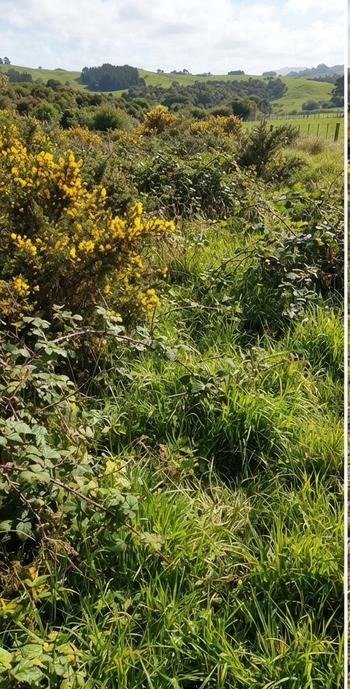 Gorse-covered bank before clearing, Northland