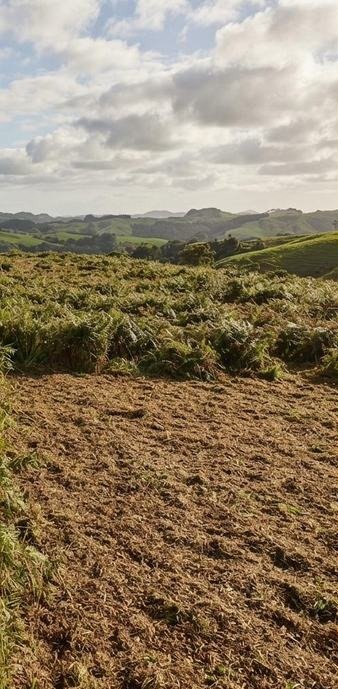 Overgrown block after clearing, Northland