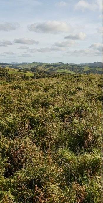 Overgrown block before clearing, Northland