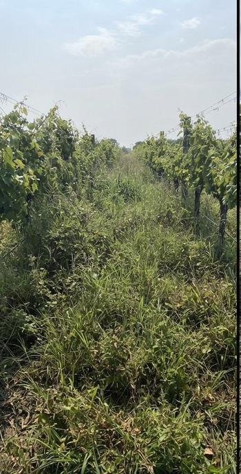 Rural block margin before clearing, Northland