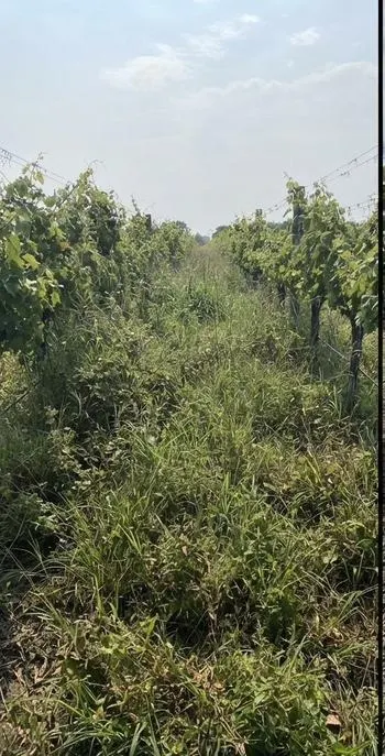 Rural block margin before clearing, Northland