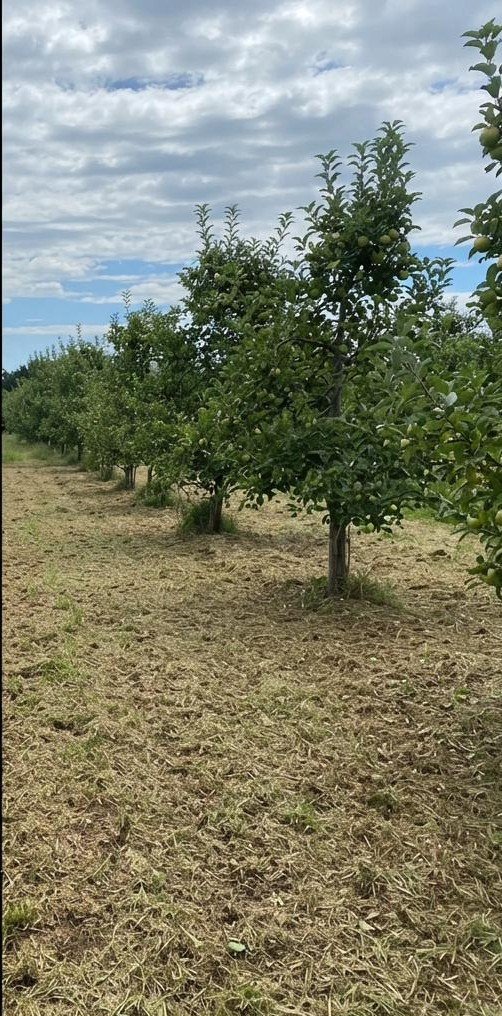 Orchard row after mowing