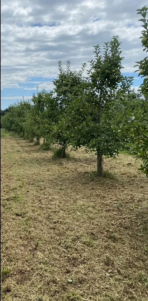 Orchard row after mowing