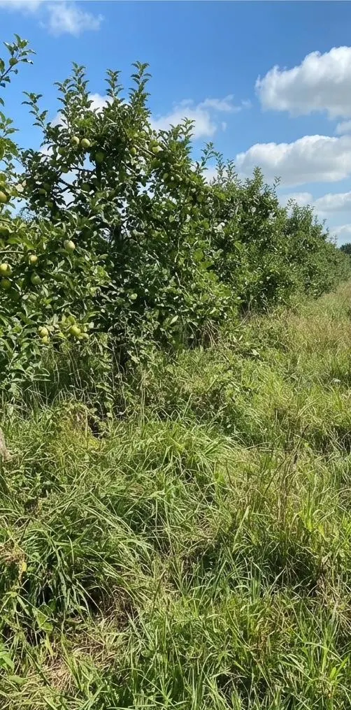 Orchard row before mowing