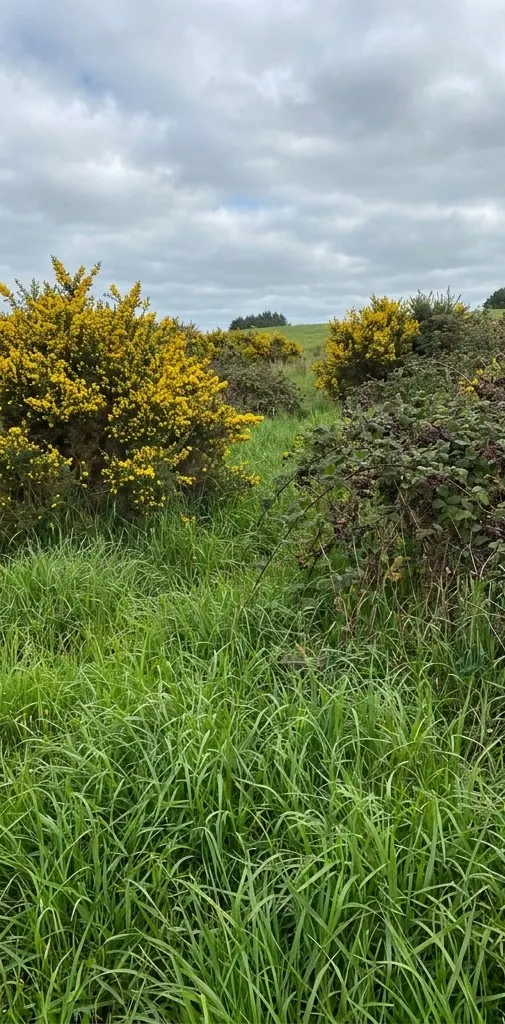 Dense gorse and blackberry overgrowing a rural property boundary before clearing