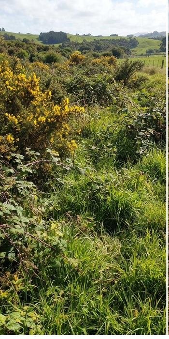Overgrown paddock before clearing