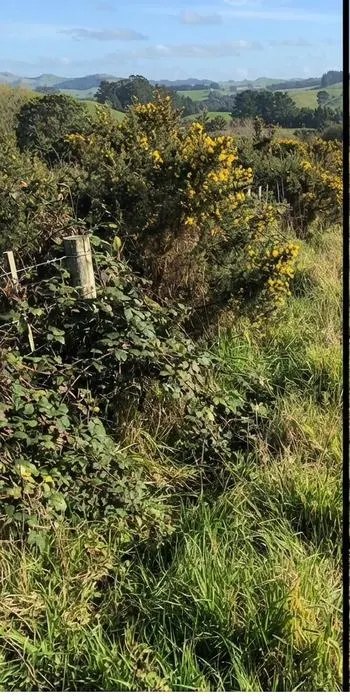 Vacant section before clearing
