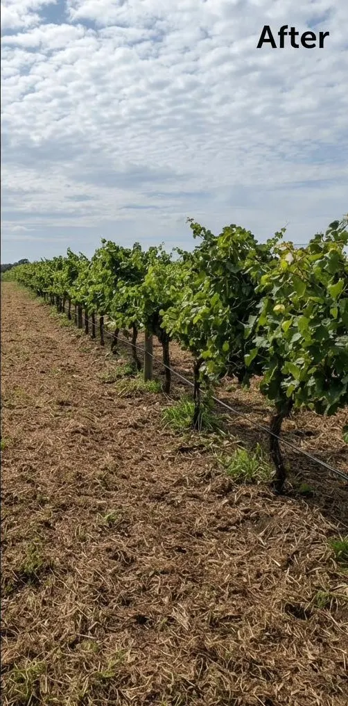 Vine rows after clearing