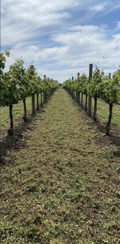 Vineyard inter-row after mowing