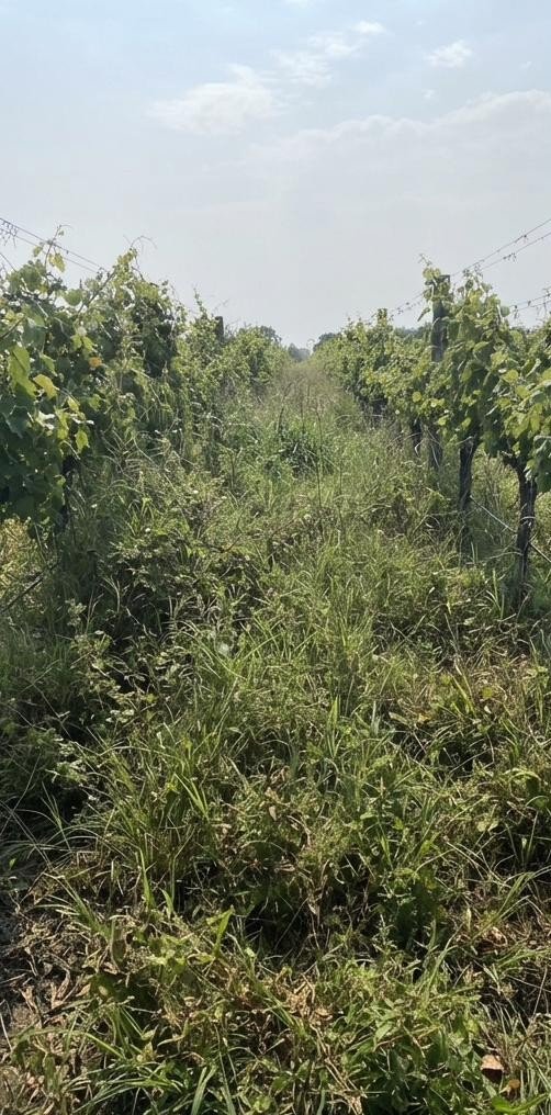Vineyard inter-row before mowing