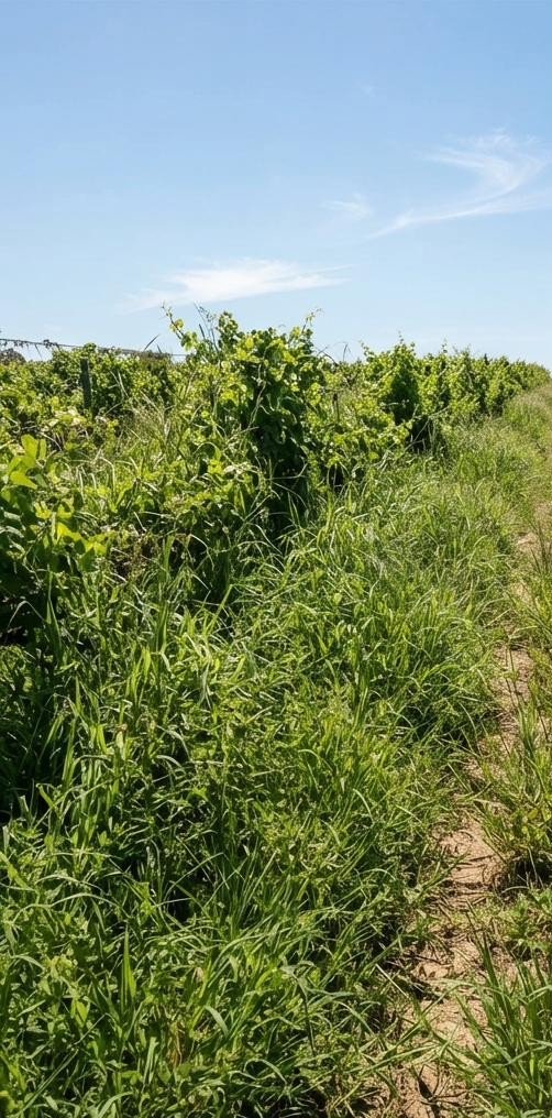 Vineyard row before clearing