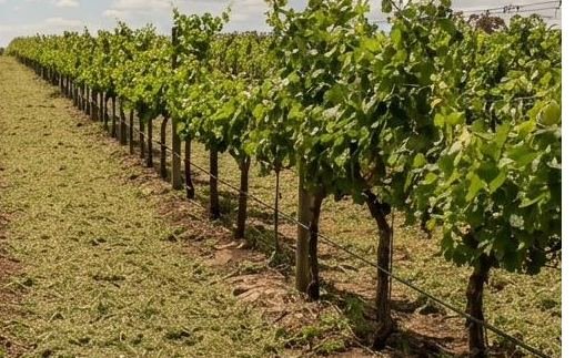 Vineyard row mown and cleared