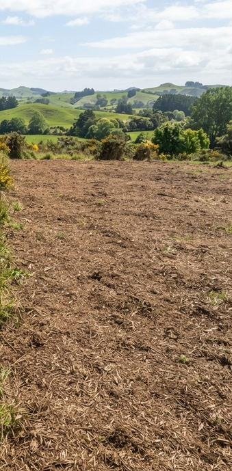 Waikato paddock after clearing