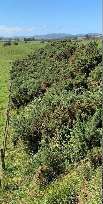 Waikato rural block before clearing