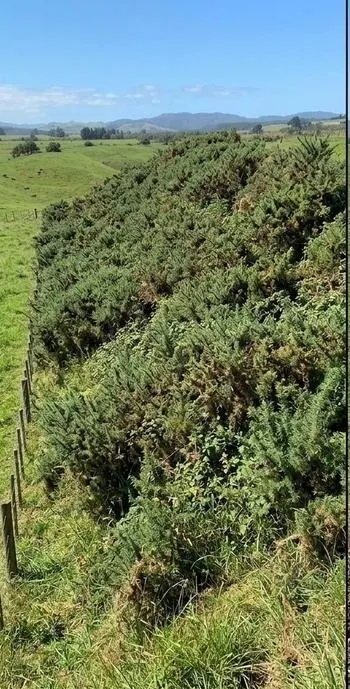 Waikato rural block before clearing