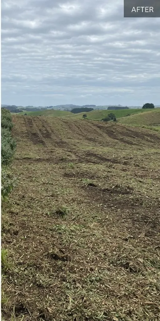 Woolly nightshade hillside after clearing