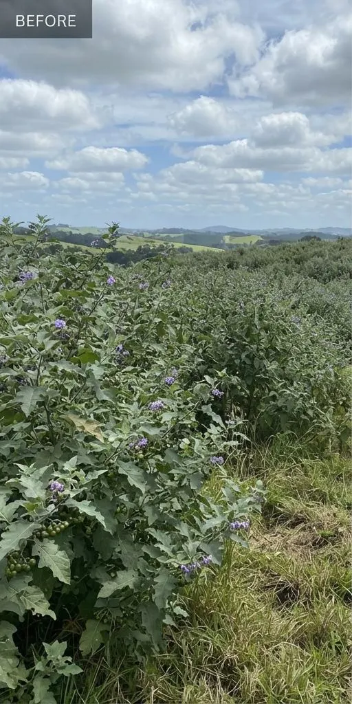 Woolly nightshade hillside before clearing